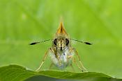 groot dikkopje (ochiodes venata) 06-2011 8376